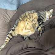 ヒメ日記 2026/02/17 21:47 投稿 しきさん いけない奥さん 梅田店