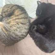 ヒメ日記 2026/02/27 22:28 投稿 しきさん いけない奥さん 梅田店