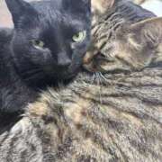 ヒメ日記 2026/03/07 23:48 投稿 しきさん いけない奥さん 梅田店