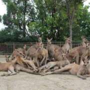 ヒメ日記 2026/03/13 23:58 投稿 しきさん いけない奥さん 梅田店