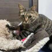 ヒメ日記 2026/03/14 22:38 投稿 しきさん いけない奥さん 梅田店