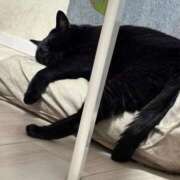 ヒメ日記 2026/03/24 23:58 投稿 しきさん いけない奥さん 梅田店