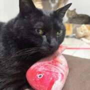 ヒメ日記 2026/04/07 21:38 投稿 しきさん いけない奥さん 梅田店