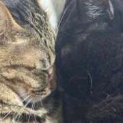 ヒメ日記 2026/04/12 22:22 投稿 しきさん いけない奥さん 梅田店