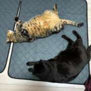 しきさん 次回25日♡‬ いけない奥さん 梅田店