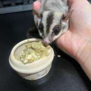 ヒメ日記 2025/07/19 02:27 投稿 すずか コスプレ女帝織姫