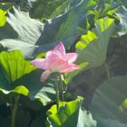 ヒメ日記 2025/07/24 11:46 投稿 るり 熟女の風俗最終章 新宿店