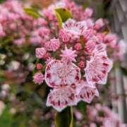 ヒメ日記 2025/06/05 15:09 投稿 水島あい セクシーキャット 神田店