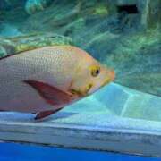 ヒメ日記 2025/06/15 18:44 投稿 まこと ごほうびSPA池袋店