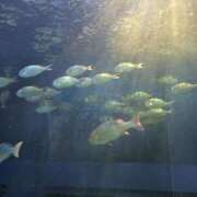 ヒメ日記 2025/06/24 10:21 投稿 まこと ごほうびSPA池袋店