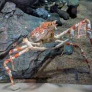 ヒメ日記 2025/07/18 07:10 投稿 まこと ごほうびSPA池袋店