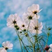 ヒメ日記 2025/06/15 07:23 投稿 間宮直美(まみやなおみ) 五十路マダムエクスプレス厚木店(カサブランカグループ)