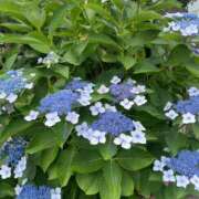 みな 梅雨☔️入り？？ 丸妻 横浜本店