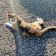 ヒメ日記 2025/08/05 17:36 投稿 《体験》みづき【ドエロ妻】 フィーリング