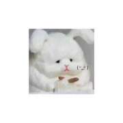 ヒメ日記 2025/06/22 11:04 投稿 うさぎ 横浜しこたまクリニック