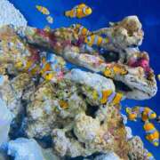 ヒメ日記 2025/12/24 16:32 投稿 あいか SOAPLAND LOVE FACTORY