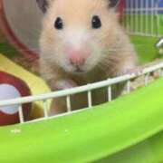 ヒメ日記 2026/01/27 19:32 投稿 あいか SOAPLAND LOVE FACTORY