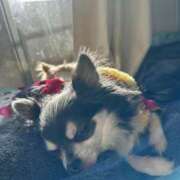 ヒメ日記 2026/01/12 11:08 投稿 とうふ【Kカップの絶対衝撃】 STELLA NEXT－ステラネクスト－