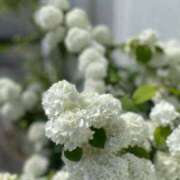 ヒメ日記 2025/06/15 10:42 投稿 風鳴ここね シロガネーゼ