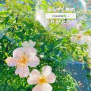 ヒメ日記 2025/06/18 23:19 投稿 風鳴ここね シロガネーゼ