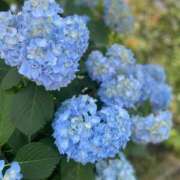 ヒメ日記 2025/07/10 10:42 投稿 風鳴ここね シロガネーゼ