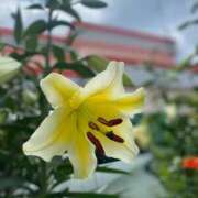 ヒメ日記 2025/07/20 13:27 投稿 風鳴ここね シロガネーゼ