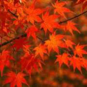 ヒメ日記 2025/10/16 19:15 投稿 風鳴ここね シロガネーゼ