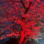 ヒメ日記 2026/04/06 21:34 投稿 美城れいか ミセス大阪十三店