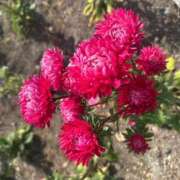 ヒメ日記 2025/08/04 09:29 投稿 めい【優等生】 舐めたくてグループ〜ペロンチョ学園〜八王子校