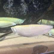 ヒメ日記 2026/09/24 13:28 投稿 ♡かすみ♡神聖美少女♡ 萌え！波の上女学院
