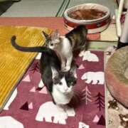 ヒメ日記 2026/02/08 14:08 投稿 みほの【シルバーアロー】 Arrows 苫小牧・千歳店