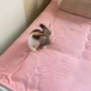 みほの【シルバーアロー】 癒し(* ´ ` *)ᐝ Arrows 苫小牧・千歳店