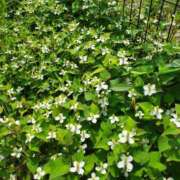 ヒメ日記 2025/06/09 15:00 投稿 あやの 花嫁気分相馬・南相馬店