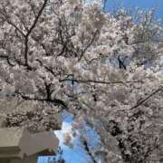 ヒメ日記 2026/04/02 23:01 投稿 ひかり 丸妻 横浜本店