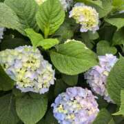 ヒメ日記 2025/06/21 22:00 投稿 ましろ 横浜ミセスアロマ（ユメオト）