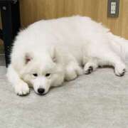 ヒメ日記 2025/06/26 00:41 投稿 ましろ 横浜ミセスアロマ（ユメオト）