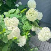 ヒメ日記 2025/06/17 13:01 投稿 くおん 完熟ばなな神戸・三宮店