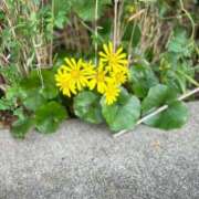 ヒメ日記 2025/11/24 22:24 投稿 くおん 完熟ばなな神戸・三宮店