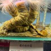 ヒメ日記 2025/12/21 12:08 投稿 くおん 完熟ばなな神戸・三宮店