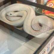 ヒメ日記 2026/01/05 18:29 投稿 くおん 完熟ばなな神戸・三宮店