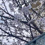 ヒメ日記 2026/04/01 10:12 投稿 くおん 完熟ばなな神戸・三宮店