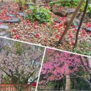 ヒメ日記 2026/04/01 14:06 投稿 くおん 完熟ばなな神戸・三宮店