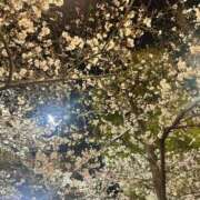 ヒメ日記 2026/04/03 22:53 投稿 くおん 完熟ばなな神戸・三宮店