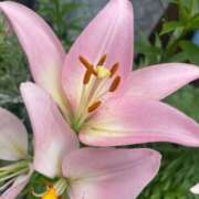 ヒメ日記 2025/06/09 04:18 投稿 瀬戸(せと) 八王子人妻城