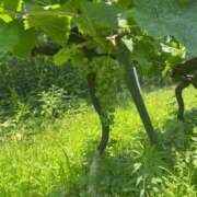 ヒメ日記 2025/07/01 11:57 投稿 瀬戸(せと) 八王子人妻城