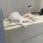 ヒメ日記 2025/07/10 21:18 投稿 瀬戸(せと) 八王子人妻城