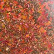 ヒメ日記 2025/12/20 07:57 投稿 瀬戸(せと) 八王子人妻城