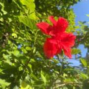 ヒメ日記 2026/04/27 17:18 投稿 瀬戸(せと) 八王子人妻城