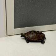 ヒメ日記 2025/06/11 21:15 投稿 篠原真凛(しのはらまりん) 鶯谷ナンバーワン