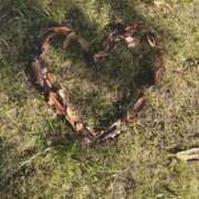 篠原真凛(しのはらまりん) 🧸昨日の御礼🧸 鶯谷ナンバーワン